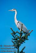 Ardea_cinerea