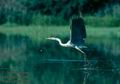 Ardea_cinerea