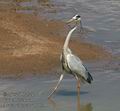 Ardea_cinerea