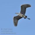 Ardea_cinerea_ba3561.jpg