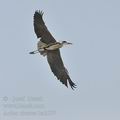 Ardea_cinerea_ba3577