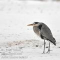 Ardea_cinerea_ba5316