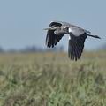 Ardea_cinerea_bb0780