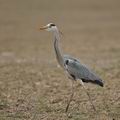 Ardea_cinerea_bj0160