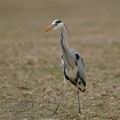 Ardea_cinerea_bj0196