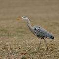 Ardea_cinerea_bj0227