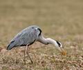 Ardea_cinerea_bj0281