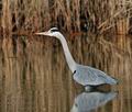 Ardea_cinerea_bt3518