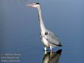 Ardea_cinerea