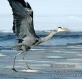 Ardea_cinerea