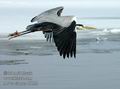 Ardea_cinerea