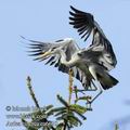 Ardea_cinerea_ea6610