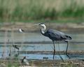 Ardea_cinerea_hd8124