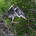 Ardea_cinerea_hd8291