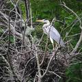 Ardea_cinerea_hd8303