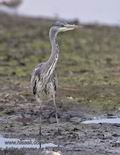 Ardea_cinerea_pa170488