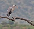 Ardea_cinerea_pa2106067