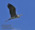 Ardea_cinerea_ra1087