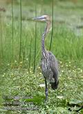 Ardea_goliath_fb5437