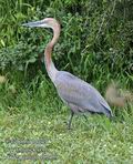 Ardea_goliath_fb5459