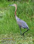 Ardea_goliath_fb5462