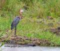 Ardea_goliath_pa2190235