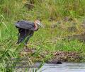 Ardea_goliath_pa2190252