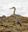 Ardea_herodias_ec1071