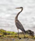 Ardea_herodias_ec1078