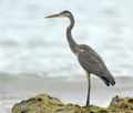 Ardea_herodias_ec1087