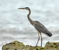 Ardea_herodias_ec1088