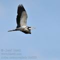 Ardea_melanocephala_bb4089