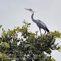 Ardea_melanocephala_bb8504.jpg