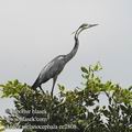 Ardea_melanocephala_ee2808