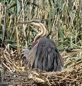 Ardea_purpurea