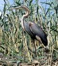 Ardea_purpurea