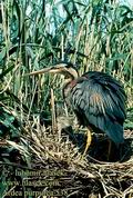 Ardea_purpurea