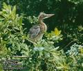 Ardea_purpurea