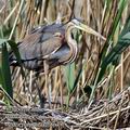 Ardea_purpurea_fb8649