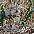 Ardea_purpurea_fb8649