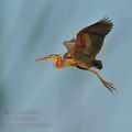 Ardea_purpurea_ha9591