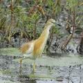 Ardeola_ralloides_ee0376.jpg