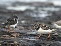 Arenaria_interpres_kb7710