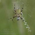 Argiope_bruennichi_af4955