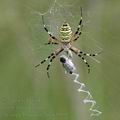 Argiope_bruennichi_af4959