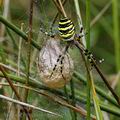 Argiope_bruennichi_al7565