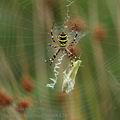 Argiope_bruennichi_al8421