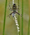 Argiope_bruennichi_bd7203