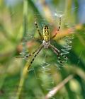 Argiope_bruennichi_cn3176