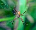 Argiope_bruennichi_cn3762s